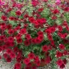 Petunia Tidal Wave Red Velour ('Pas1085269') (Tidal Wave Series) | 60 Seedlings -All Plants Sales Store BP30001359 6746