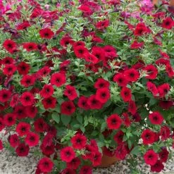 Petunia Tidal Wave Red Velour ('Pas1085269') (Tidal Wave Series) | 60 Seedlings