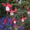 Fuchsia Madame Cornélissen | 9cm Pot -All Plants Sales Store BP30001559 1da3