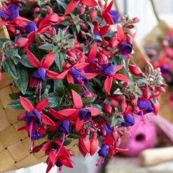 Fuchsia Bella Sacha ('Bf07') (PBR) (Bella Series) | 9cm Pot