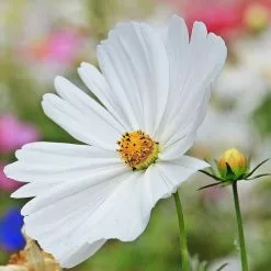 Cosmos Bipinnatus Sonata White ('Pas1789') (Sonata Series) | 5 Jumbo Seedlings