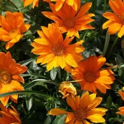 Gazania Daybreak Bright Orange (Daybreak Series) | 5 Jumbo Seedlings