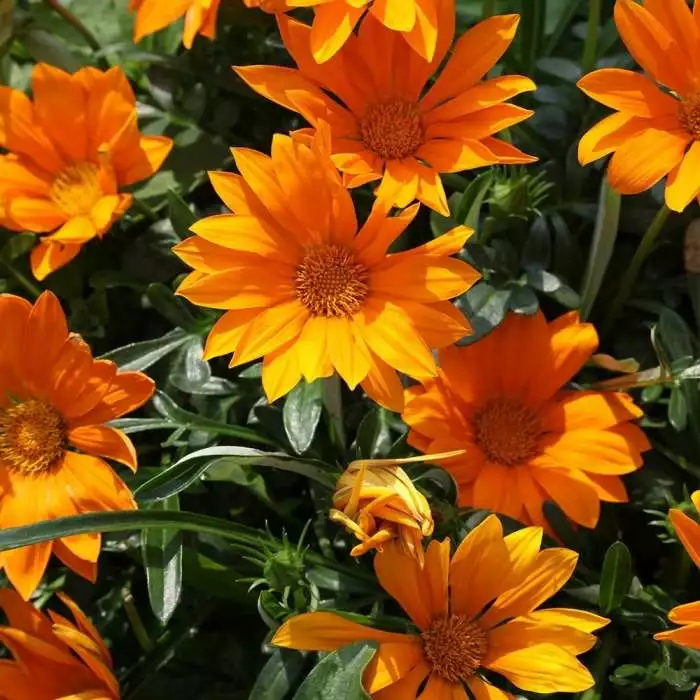 Gazania Daybreak Bright Orange (Daybreak Series) | 5 Jumbo Seedlings 3 Gazania Daybreak Bright Orange (Daybreak Series) | 5 Jumbo Seedlings