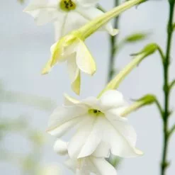 Nicotiana Alata | 5 Jumbo Seedlings