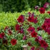 Petunia Tidal Wave Red Velour ('Pas1085269') (Tidal Wave Series) | 5 Jumbo Seedlings -All Plants Sales Store BP30001629 7ff7
