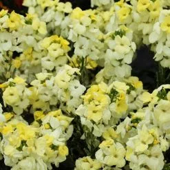 Erysimum ( Wallflower ) Sugar Rush Primrose | 5 Jumbo Seedlings