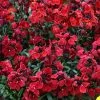 Erysimum ( Wallflower ) Sugar Rush Red | 5 Jumbo Seedlings -All Plants Sales Store BP30001724 e3e2