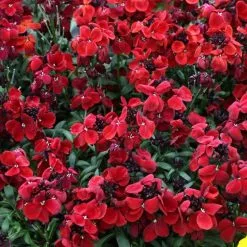 Erysimum ( Wallflower ) Sugar Rush Red | 5 Jumbo Seedlings