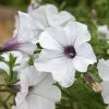 Petunia Tidal Wave Silver (Tidal Wave Series) | 60 Seedlings -All Plants Sales Store BP30001762 bae1