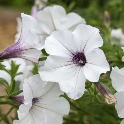 Petunia Tidal Wave Silver (Tidal Wave Series) | 60 Seedlings