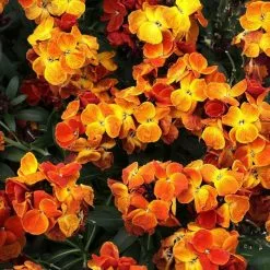Erysimum Sugar Rush Orange | 9cm Pot