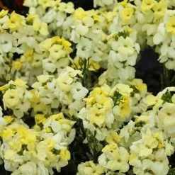 Erysimum Sugar Rush Primrose | 9cm Pot