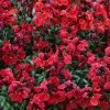 Erysimum Sugar Rush Red | 9cm Pot -All Plants Sales Store BP30001772 4c00