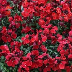 Erysimum Sugar Rush Red | 9cm Pot