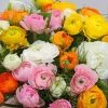 Ranunculus Paeony Mixed | 15 Corms -All Plants Sales Store BU30000009 a478