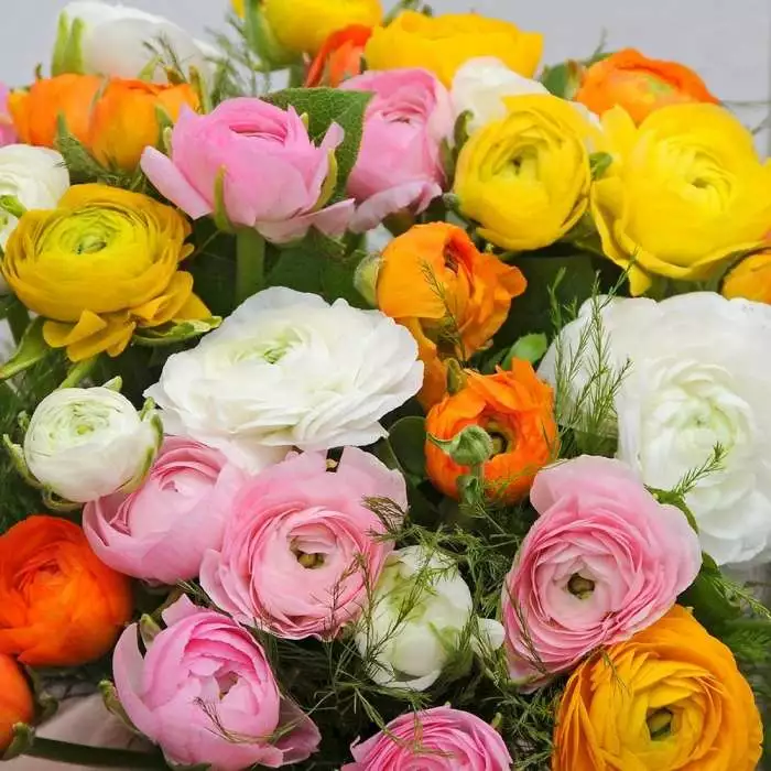 Ranunculus Paeony Mixed | 15 Corms 3 Ranunculus Paeony Mixed | 15 Corms