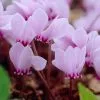 Cyclamen Hederifolium | 9 Corms -All Plants Sales Store BU30000013 9246