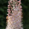 Eremurus Robustus | 1 Bulb -All Plants Sales Store BU30000069 ad84