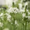 Ornithogalum Thyrsoides | 10 Bulbs 2 Ornithogalum Thyrsoides | 10 Bulbs -All Plants Sales Store BU30000105 9c15