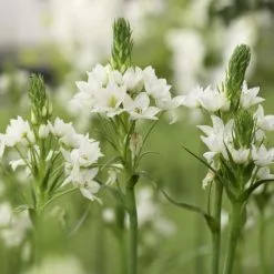 Ornithogalum Thyrsoides | 10 Bulbs
