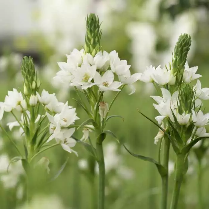 Ornithogalum Thyrsoides | 10 Bulbs 3 Ornithogalum Thyrsoides | 10 Bulbs