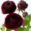 Ranunculus Purple Heart | 20 Corms -All Plants Sales Store BU30000108 8439