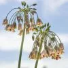 Nectaroscordum Siculum | 25 Bulbs 2 Nectaroscordum Siculum | 25 Bulbs -All Plants Sales Store BU30000297 a819