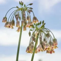 Nectaroscordum Siculum | 25 Bulbs