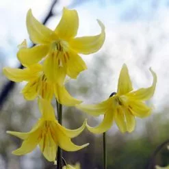 Erythronium Pagoda | 5 Bulbs