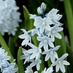 Puschkinia Scilloides Var. Libanotica | 20 Bulbs