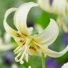 Erythronium Californicum White Beauty | 5 Bulbs 2 Erythronium Californicum White Beauty | 5 Bulbs -All Plants Sales Store BU30000715 029f