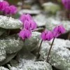 Cyclamen Coum | 9 Corms