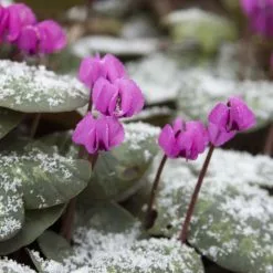 Cyclamen Coum | 9 Corms