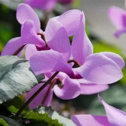 Cyclamen Cilicium | 3 Corms
