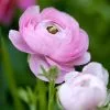 Ranunculus Asiaticus Aviv Rose (Aviv Series) | 12 Corms -All Plants Sales Store BU30001711 7a81