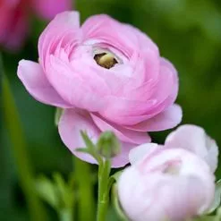 Ranunculus Asiaticus Aviv Rose (Aviv Series) | 12 Corms