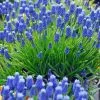Muscari Armeniacum - Organic Bulbs | 10 Organic Bulbs