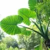 Alocasia Macrorrhiza | 1 Bulb -All Plants Sales Store BU30003135 160b
