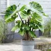 Colocasia Esculenta Mojito | 1 Bulb 1 Colocasia Esculenta Mojito | 1 Bulb -All Plants Sales Store BU30003153 be7b