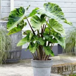 Colocasia Esculenta Mojito | 1 Bulb