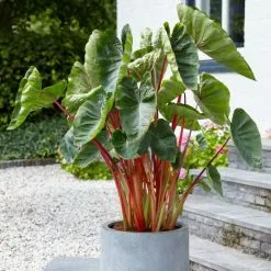 Colocasia Esculenta Hawaiian Punch | 1 Bulb