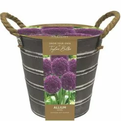 Outdoor Metal Bucket Alliums | Gift Set