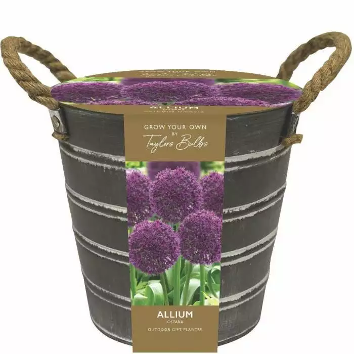 Outdoor Metal Bucket Alliums | Gift Set 3 Outdoor Metal Bucket Alliums | Gift Set