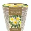 Narcissus Minnow Pot | Gift Set 1 Narcissus Minnow Pot | Gift Set -All Plants Sales Store BU30003320 fb17