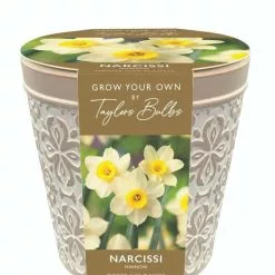 Narcissus Minnow Pot | Gift Set
