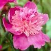 Paeonia Sebastian Maas | Bare Root Plant -All Plants Sales Store BU30003331 27b0