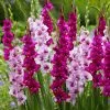 Raspberry Ripple Gladioli Collection | 1 Collection -All Plants Sales Store BU30003409 d5ef