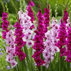 Raspberry Ripple Gladioli Collection | 1 Collection