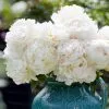 Paeonia Lactiflora Bowl Of Cream | Bare Root Plant -All Plants Sales Store BU30003624 246f