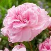 Paeonia Lactiflora Doctor Alexander Fleming | Bare Root Plant -All Plants Sales Store BU30003625 0e70